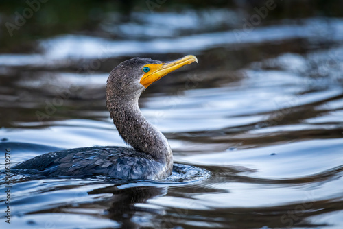 Bild auf Leinwand Double-crested cormorant swimming with neck extended