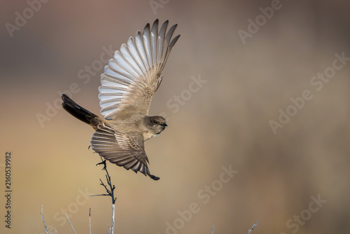 Say's phoebe taking flight from desert branch