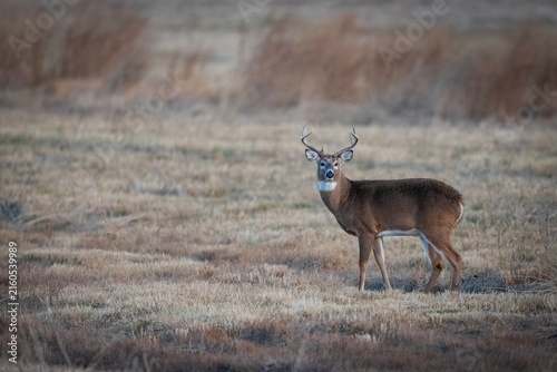 Whitetail deer buck standing in dry grass field