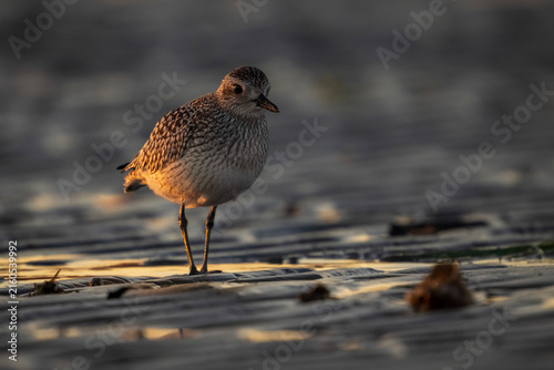 Black-bellied plover standing on wet sand at sunset
