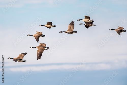 Flock of Canada geese flying in formation against blue sky