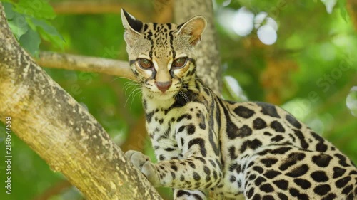 Curious margay wild cat looking at the camera
