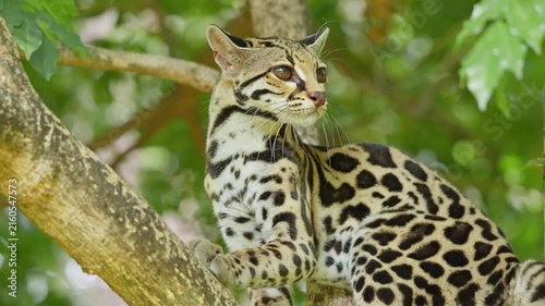 Curious wild ocelot sitting on a tree branch