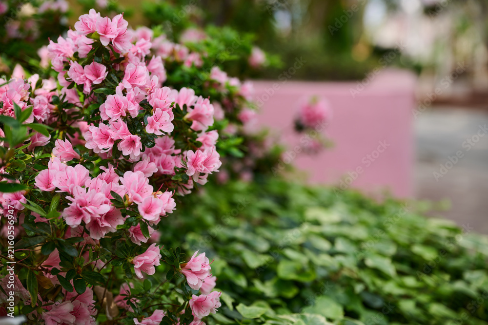 Obraz premium Pink azalea flowers blooming in a lush spring garden with copy space