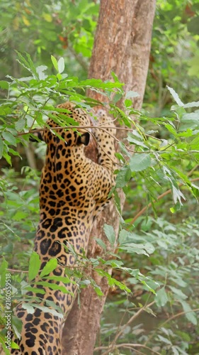 Wild jaguar descending from a tree in the jungle