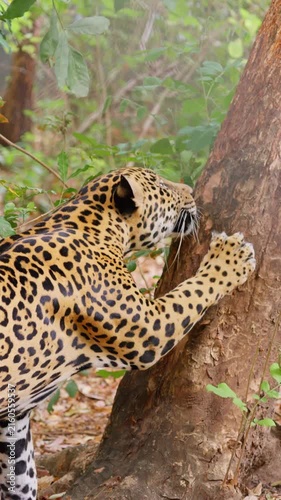 Jaguar sharpening its claws on a tree trunk