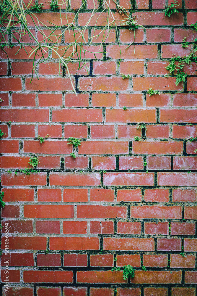 Fototapeta premium Red brick wall with creeping plant