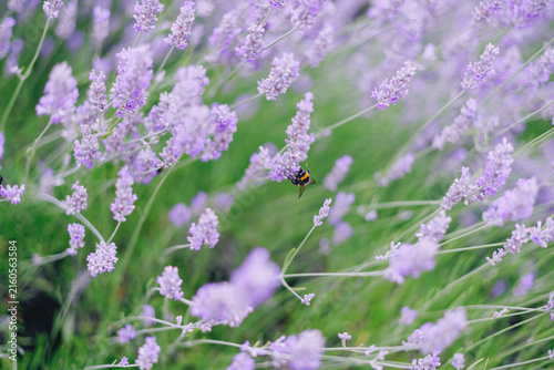 Lavender flowers with bee in soft focus