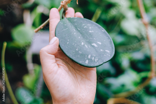 Hand holding round leaf in tropical garden