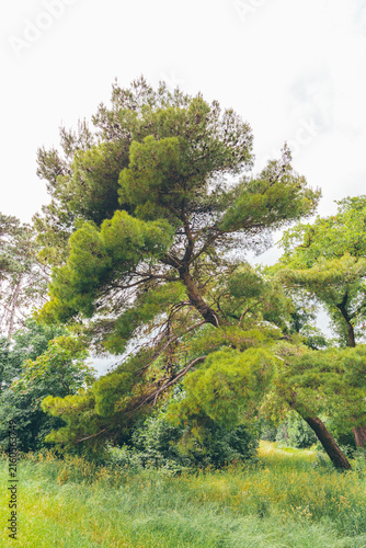 Wind-shaped pine tree in meadow