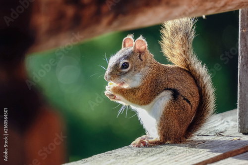 Fotografie red squirrel nibbling