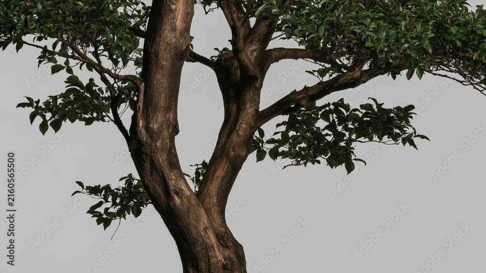Fototapeta premium The tree trunk is thick and straight, with branches and leaves spreading out from the top.