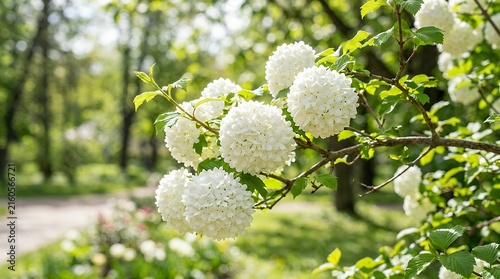 Cluster of spherical white blossoms on a deciduous shrub branch during a sunny spring day in a lush park flower bush blooming spring garden white snowball blossom nature shrub botanical floral plant