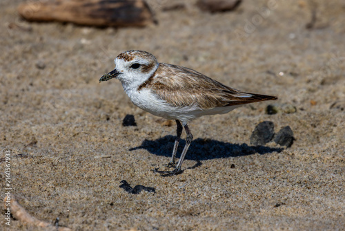 Canvas Print Plovers at the beach