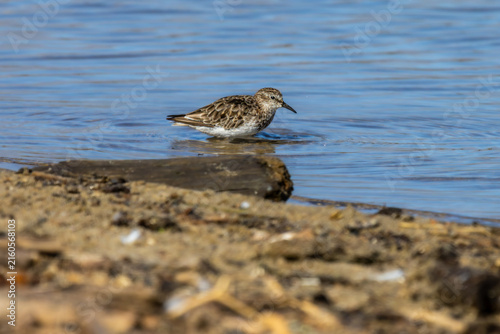 Plovers at the beach