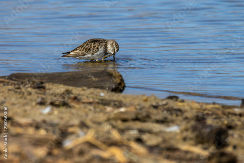 Plovers at the beach