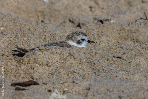 Photography Plovers at the beach