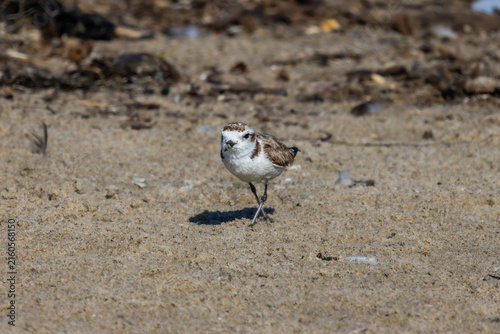 Plovers at the beach