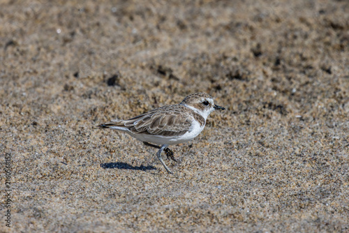 Photography Plovers at the beach