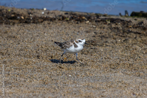 Plovers at the beach