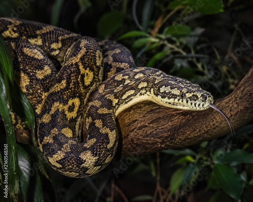 Tapety artystyczne A carpet python in a tree