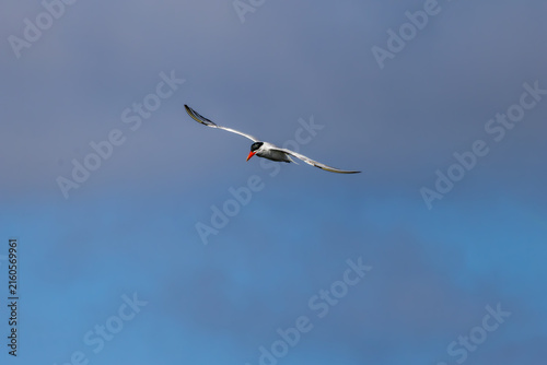 Royal Terns inflight