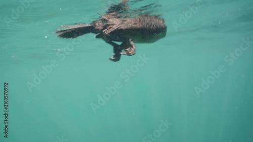 Cormorant bird diving underwater for food