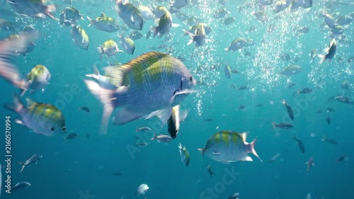 Underwater school of tropical fish swimming