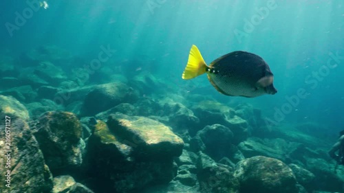 Yellowtail surgeonfish swimming past a scuba diver