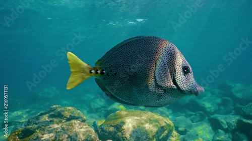 Yellowtail tang swimming over coral reef in tropical sea