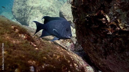 Dusky damselfish swimming near underwater rocks
