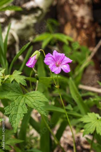 Bright pink wild geranium flower blooming next to an unopened bud. Macro nature shot showing delicate petals and palmate leaves with a blurred outdoor background