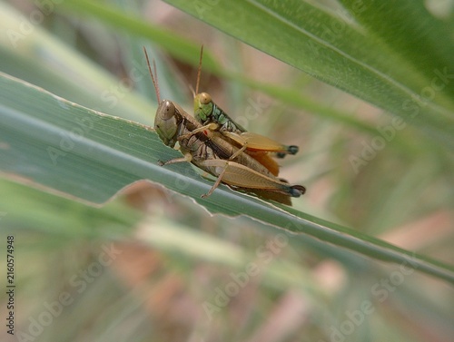 Foto Macro shot of mating grasshoppers eating green leaf