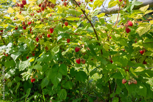 A close-up of a bunch of wild organic raspberries on a bright green bush.  Some of the fresh raspberries are a deep red color. The raw raspberry fruit is hanging on the stems with vibrant green leaves