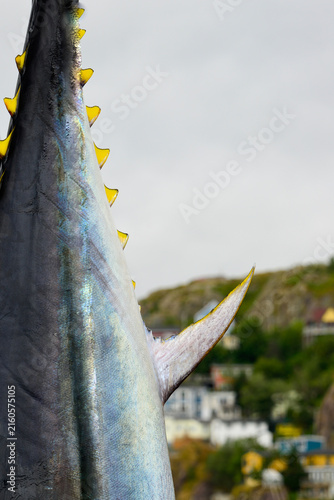 Atlantic bluefin tuna hanging by its dark blue and silver color tail with yellow caudal finlets leading down the body of the big saltwater fish. The giant tuna is hung to prepare for market and sale. 
