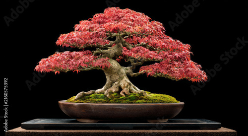 Close up of bonsai tree showcasing its rich red leaves and textured trunk with moss at base, set against black background