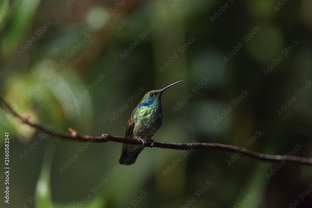 Naklejka premium Hummingbird perching on branch in lush forest