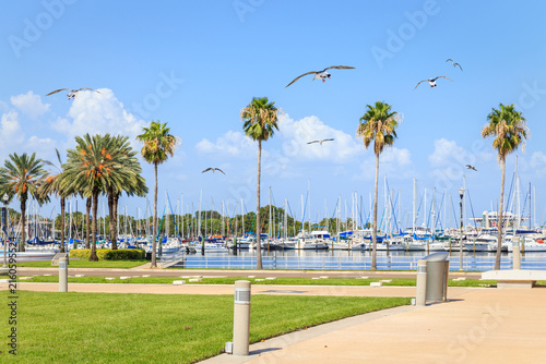 Fotografía Bay with yachts and seagulls in St. Petersburg, Florida, USA