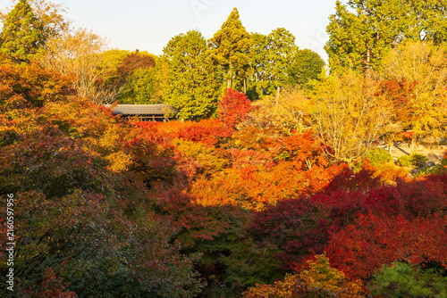 日本の風景・秋　京都　紅葉の東福寺　洗玉澗