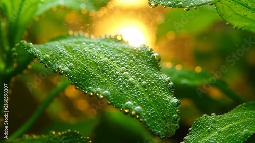 Deeper green leaf with morning dew drops in warm golden sunlight