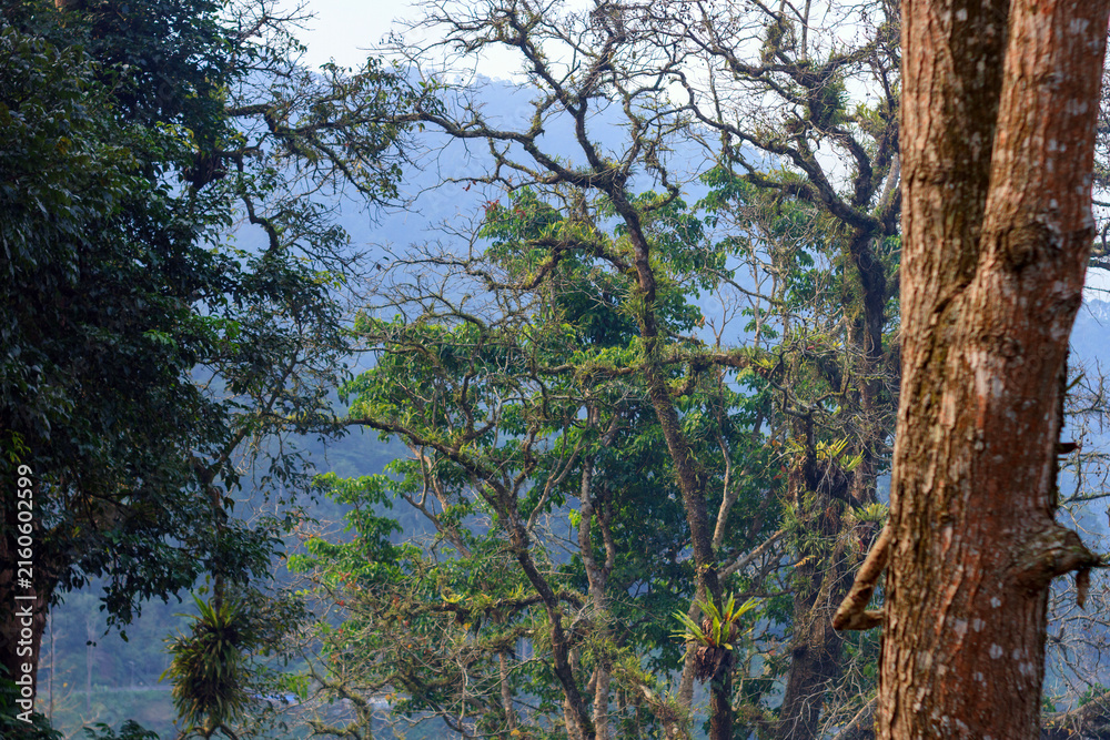 Fototapeta premium Looking through tree branches and rough bark toward foggy mountains in a dense wilderness forest