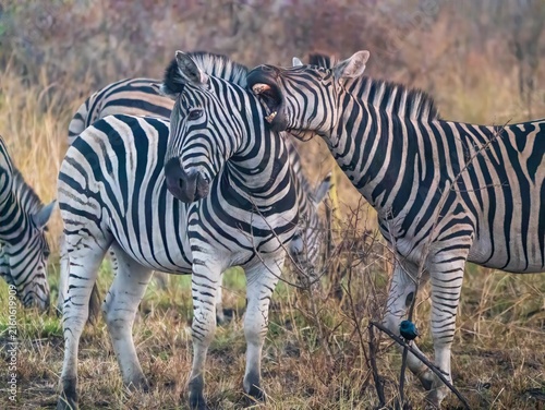 Canvas Print Plains zebras (equus quagga) grazing in grassland in Kruger National Park, South