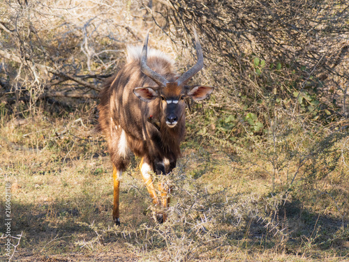 Obraz na plátne A nyala (tragelaphus angasii) standing in bushland in Kruger National Park