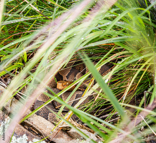 copperhead agkistrodon contortrix hiding coiled in grass