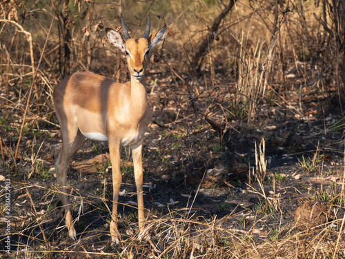 Obraz na plátne An impala standing in bushland in Kruger National Park