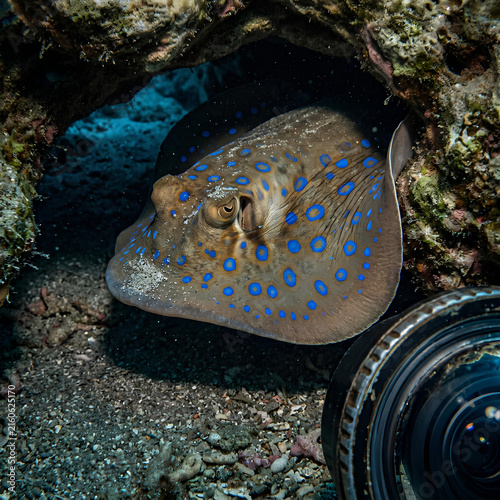 Blue Spotted Stingray Hiding in Coral Cave Underwater Photography