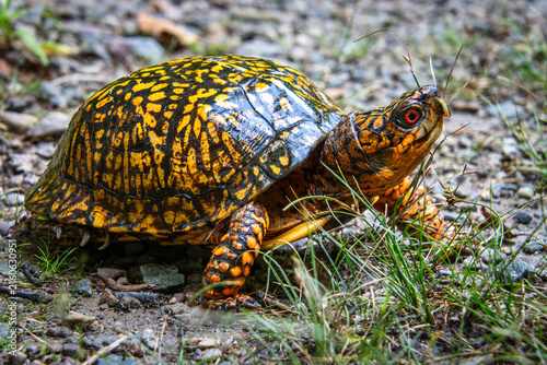 Принти на полотні eastern box turtle walking full carapace pattern head eyes closeup