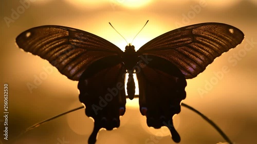 Close up of a swallowtail butterfly against warm golden sunset light