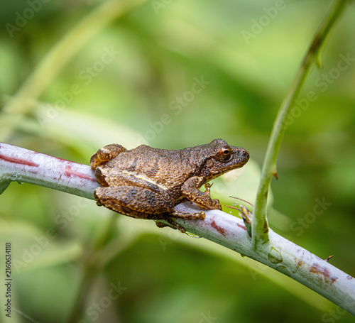 Cuadro en lienzo spring peeper tree frog chorus on twig branch sticky pads with thorn