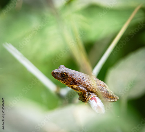 Fotografía spring peeper tree frog chorus on twig branch sticky pads with thorn